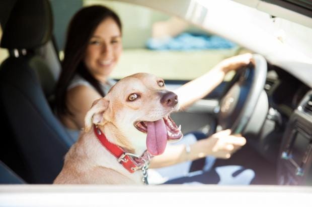 Driving with your pet in the car could get you a £5,000