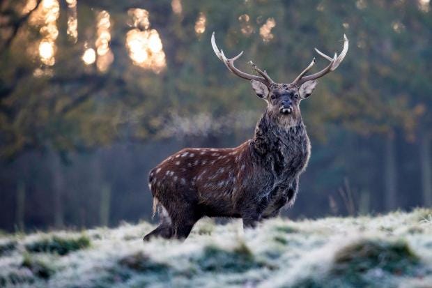 stag.jpg