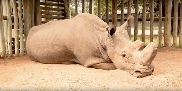Sudan. Gif
