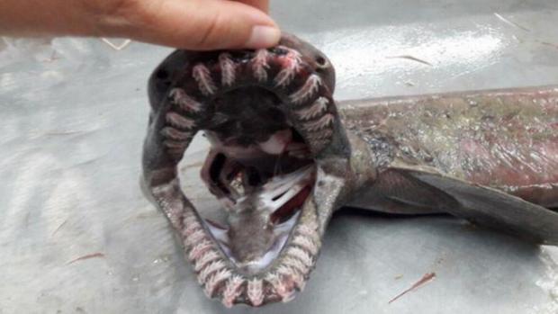 frilled Shark.png
