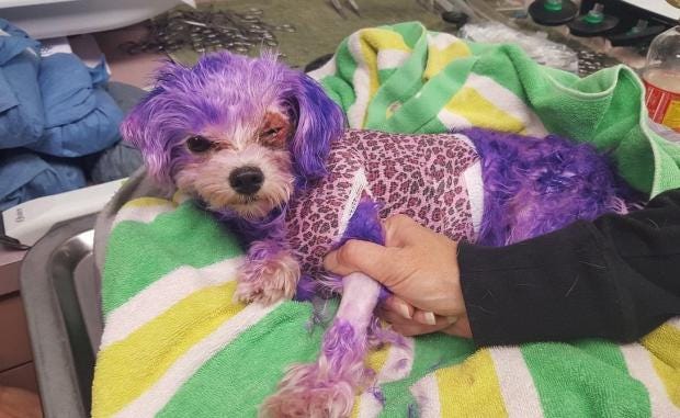 Dog almost dies of severe allergic reaction after owner  