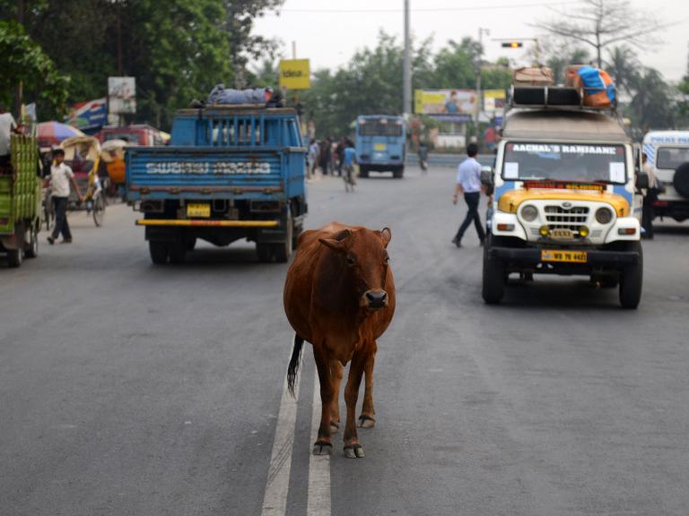 India-cow.jpg