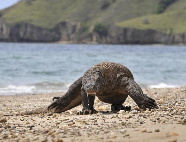 komodo-dragon-getty.jpg