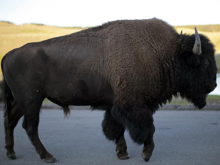 yellowstone-national-park-bison.jpg