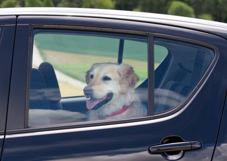 dog-hot-car.jpg