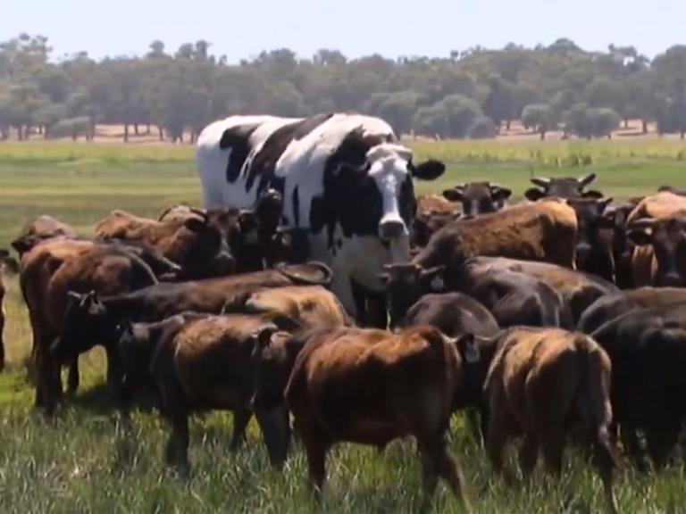 enormous-australian-steer-named-knickers