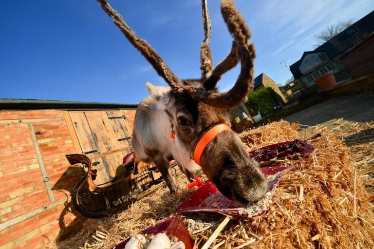 reindeer-eating.jpg