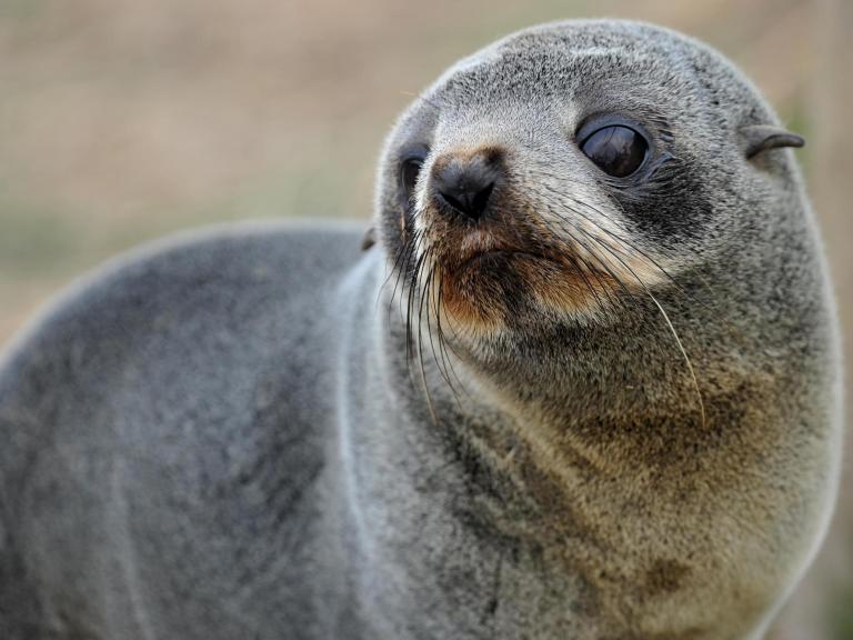 fur-seal.jpg