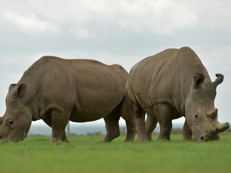 white-rhinoceroses.jpg