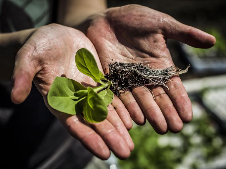 tobacco-plant-hands.jpg