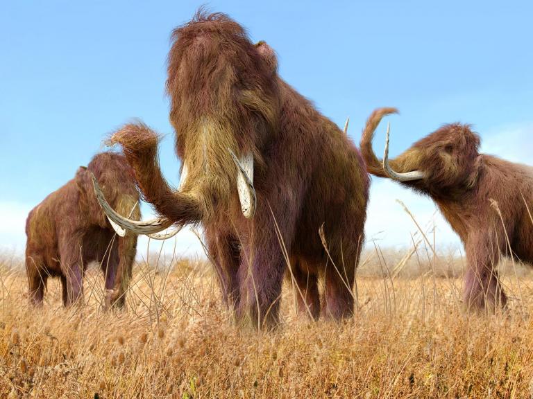 woolly-mammoth.jpg