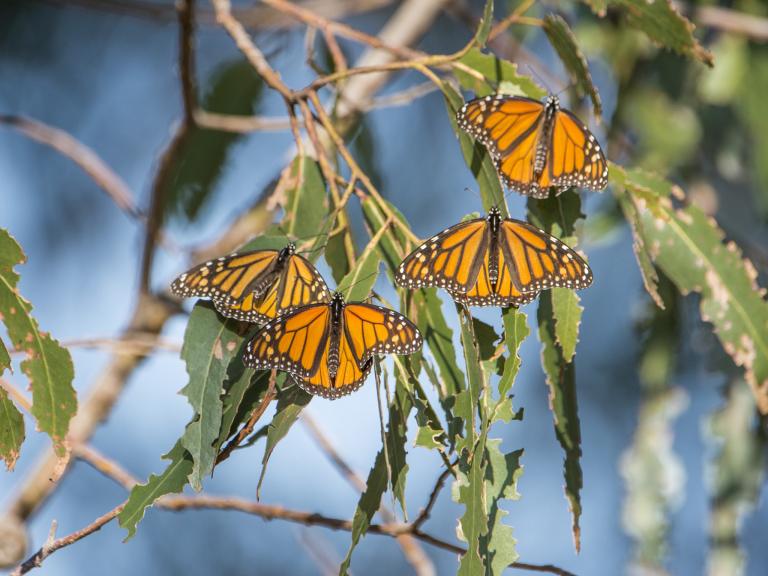 monarch-butterflies.jpg