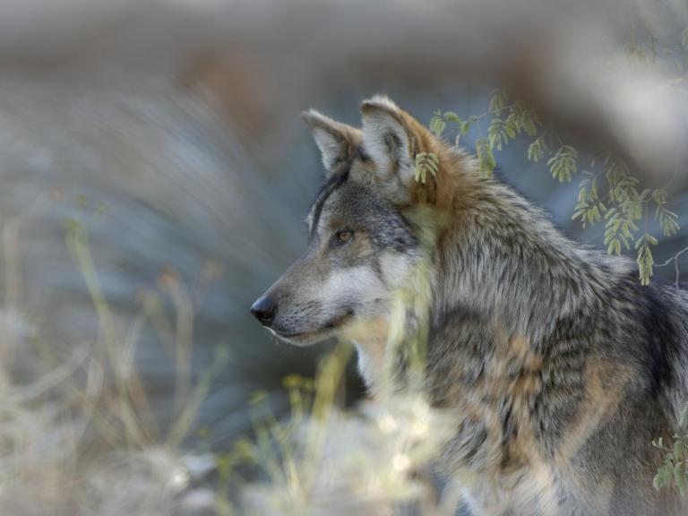 mexican-grey-wolf.jpg