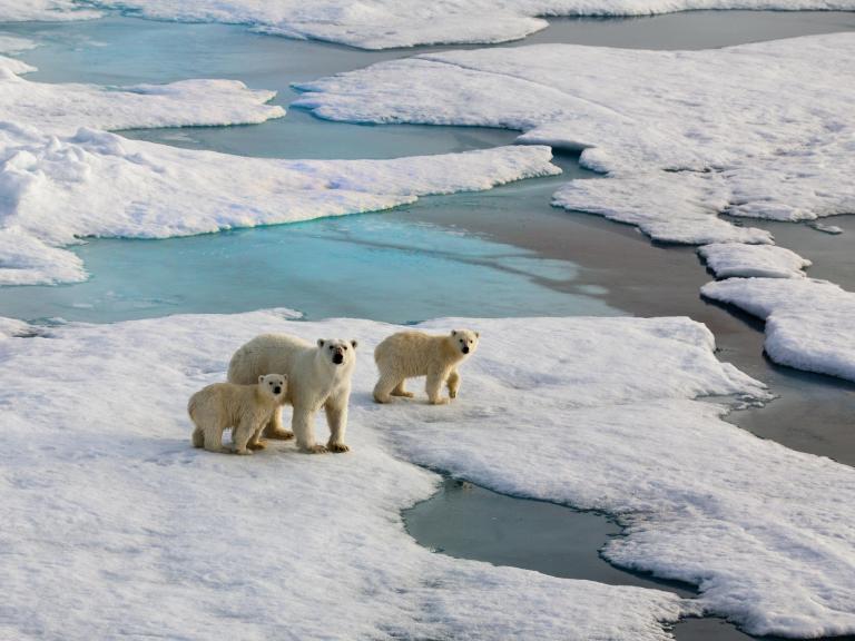 polar-bear-arctic.jpg