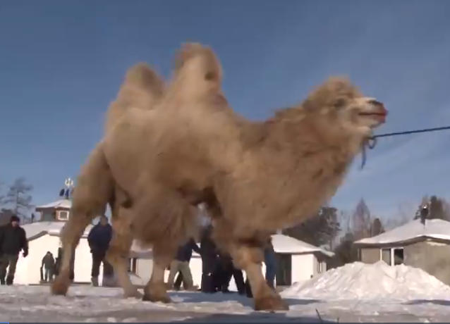 camel.png