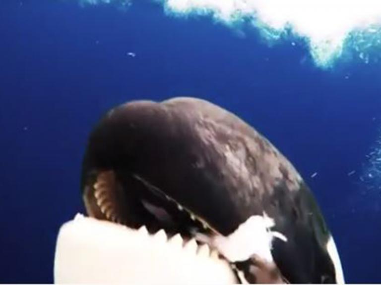 killer-whale.jpg