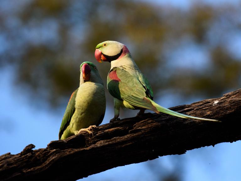 parakeets-0.jpg