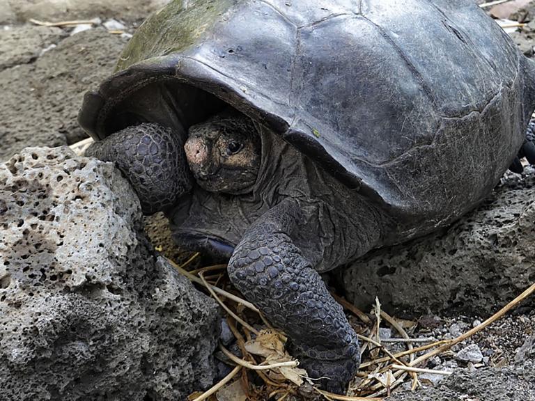 galapagos-tortoise-110319.jpg