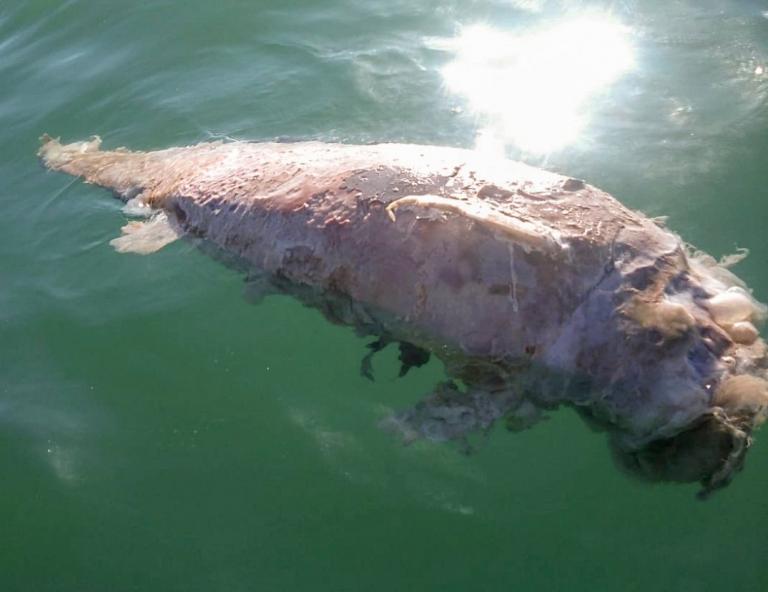 dead-vaquita.jpg