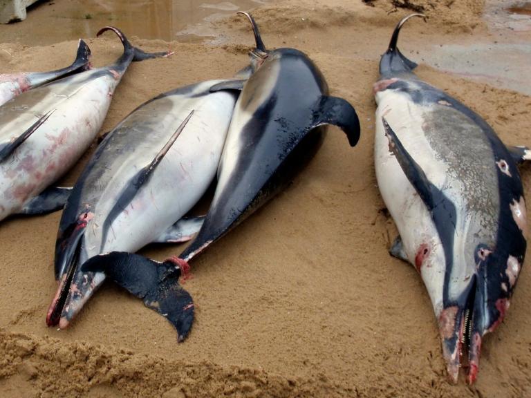 Mutilated-dolphins.jpg