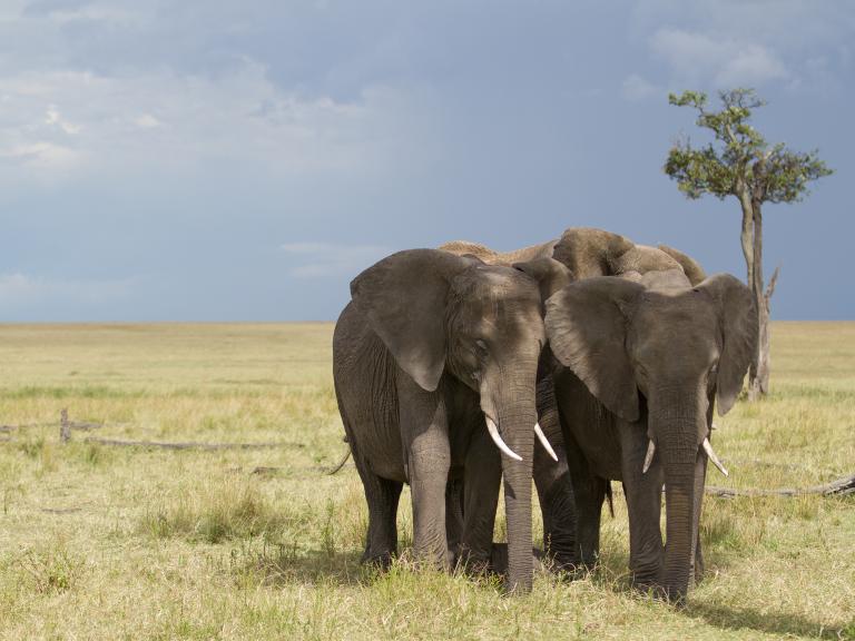 elephant-gorongosa.jpg