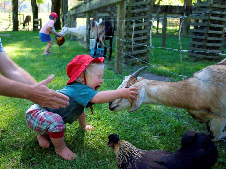 petting-zoo-2.jpg