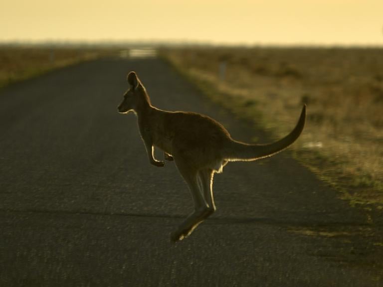 kangaroo.jpg