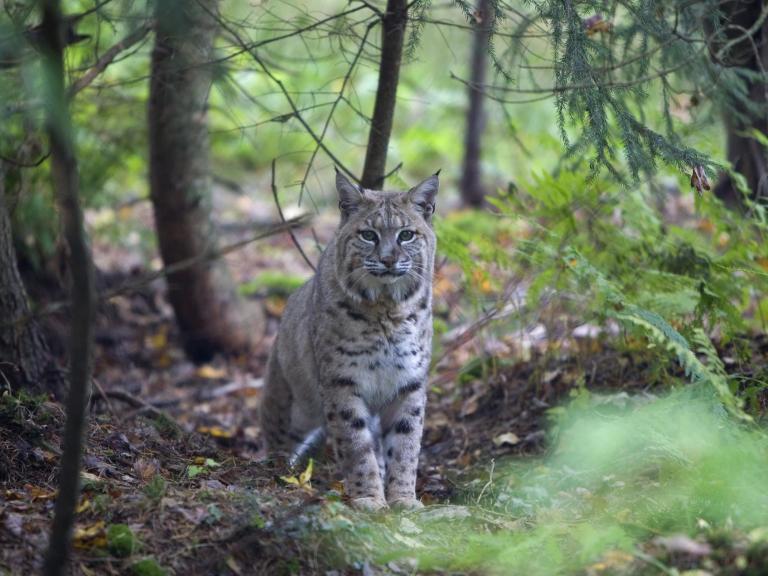 bobcat-attack-0.jpg