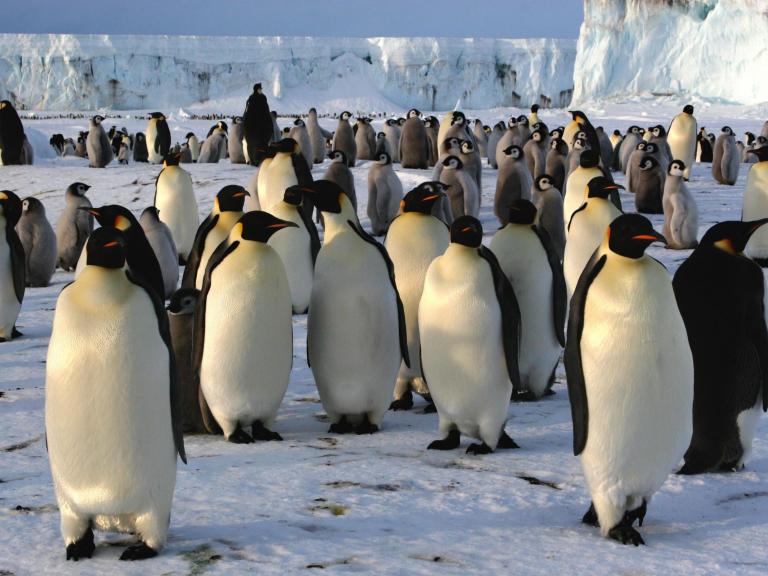 emperor-penguins.jpg