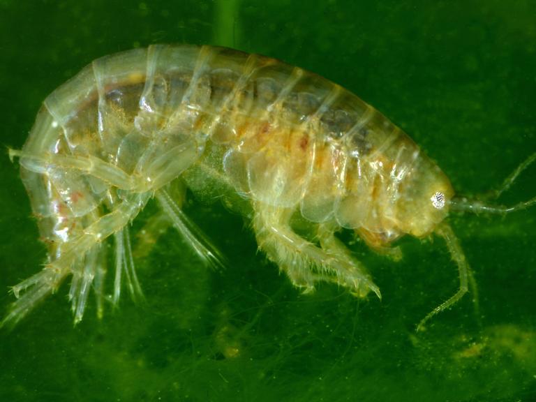 freshwater-shrimp.jpg