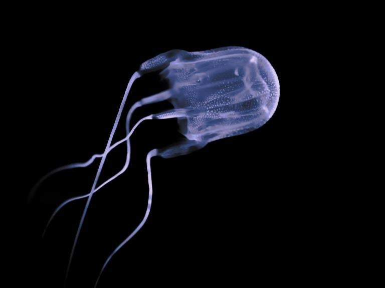 box-jellyfish.jpg