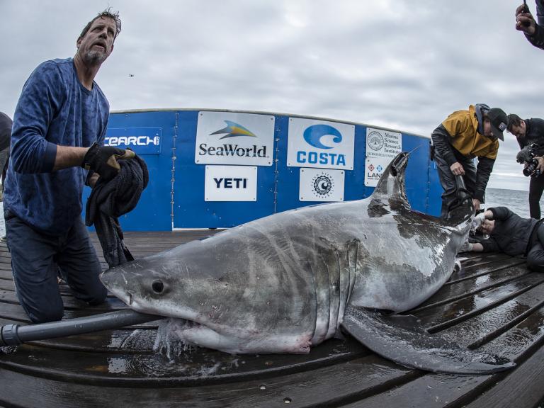 great-white-shark-long-island-sound.jpg