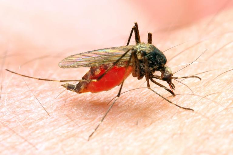 anopheles-mosquito-malaria-bite-insect.j