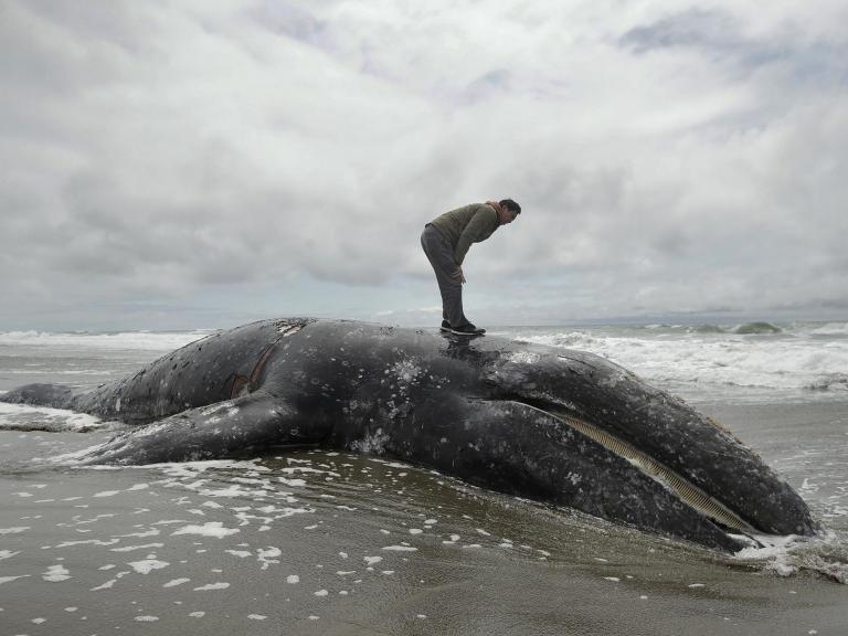 grey-whale-stranded-01.6.2019.jpg