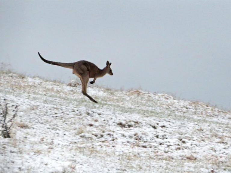 snow-australia.jpg