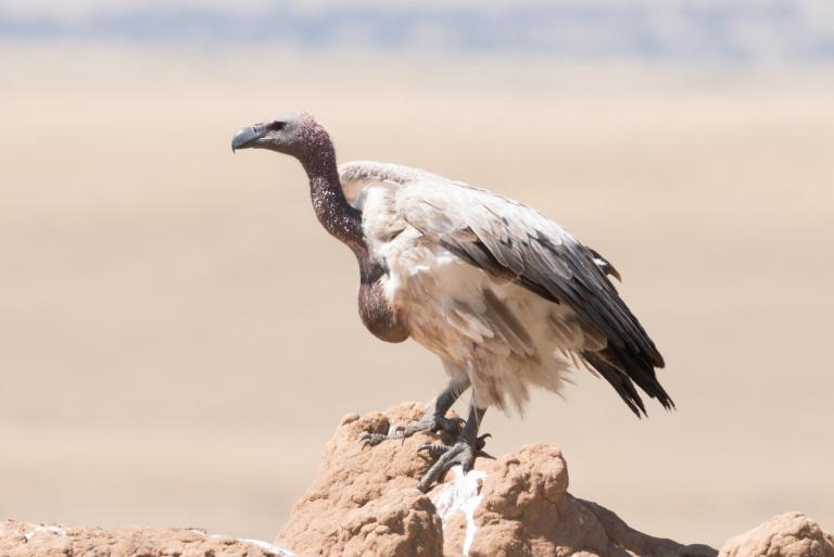 white-backed-vulture.jpg