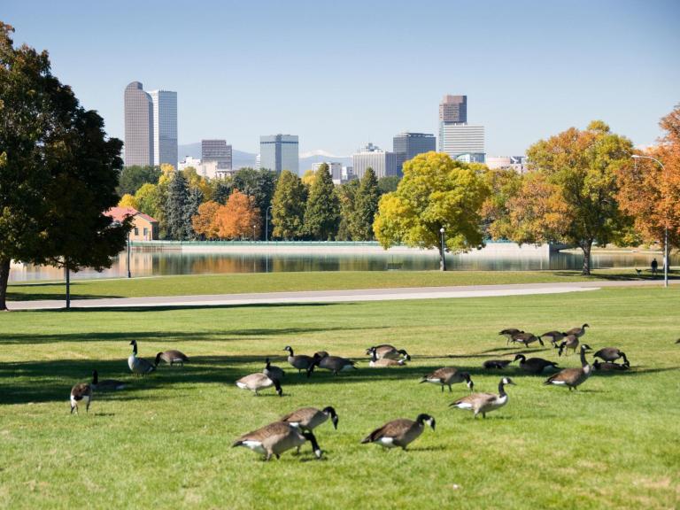 geese-denver.jpg