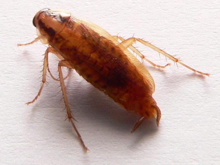 2019-07-02-cockroach.jpg