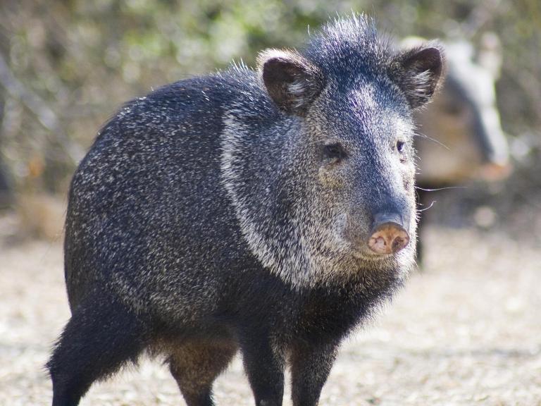 wild-pig-texas.jpg