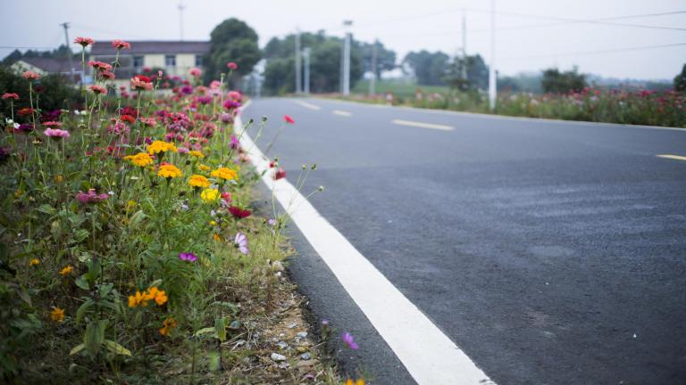 roadside-flowers.jpg