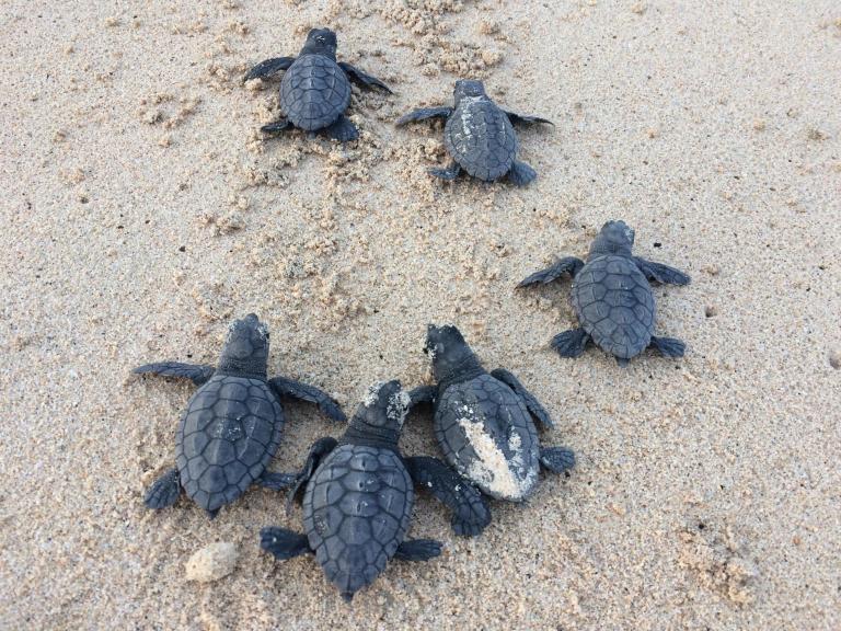 baby-loggerhead-turtles-in-cape-verde-cr