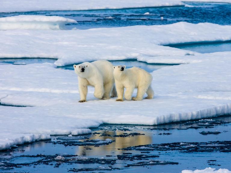 polar-bears-species.jpg