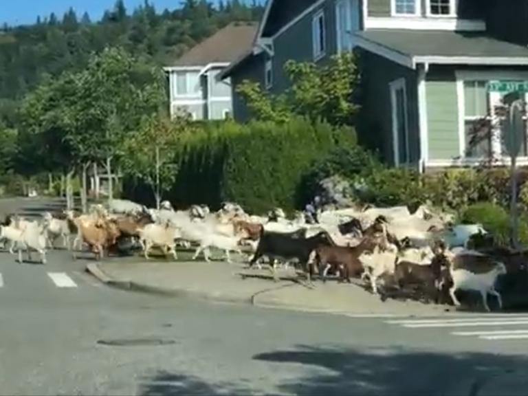 escaped-goats.jpg