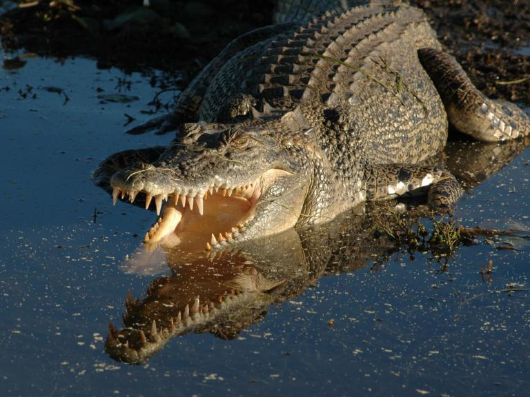 saltwater-crocodile.jpg