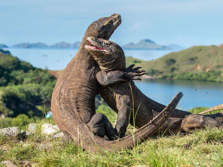 Fight-komodo-dragons.jpg