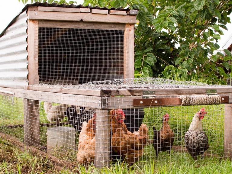 chicken-coop-stock.jpg