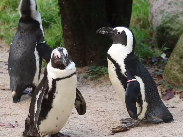 penguins-dutch-zoo-0.jpg