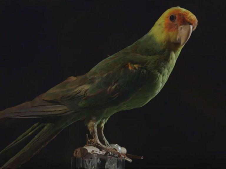 carolina-parakeet.jpg