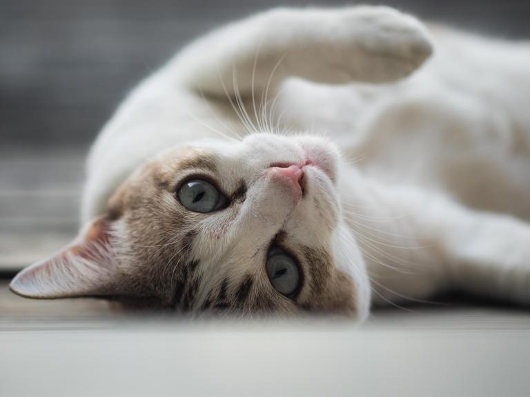 cat.jpg