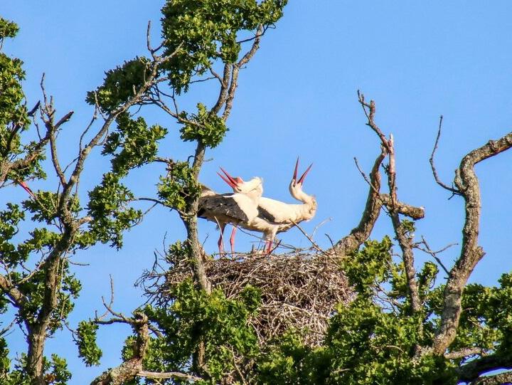 white-stork-knepp-estate.jpg